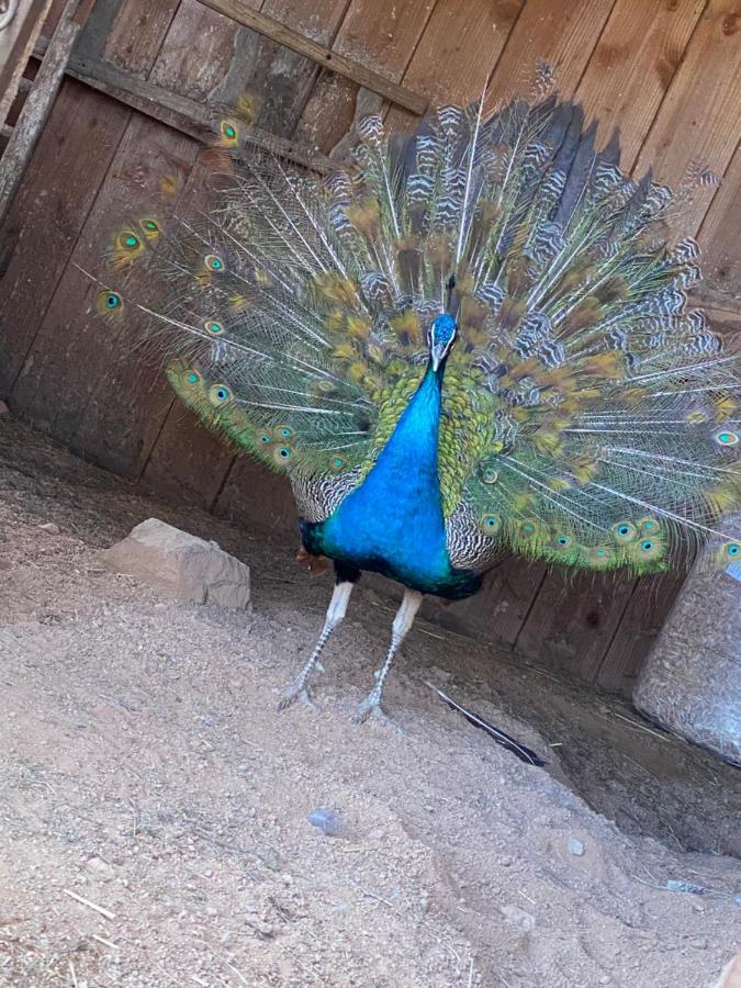 فيلا Les Perruchons Ancienne Grange Renovee Avec Soin Ozolles المظهر الخارجي الصورة